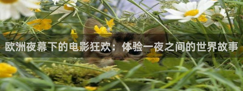 午夜在线宅男视频：欧洲夜幕下的电影狂欢：体验一夜之间的世界故事